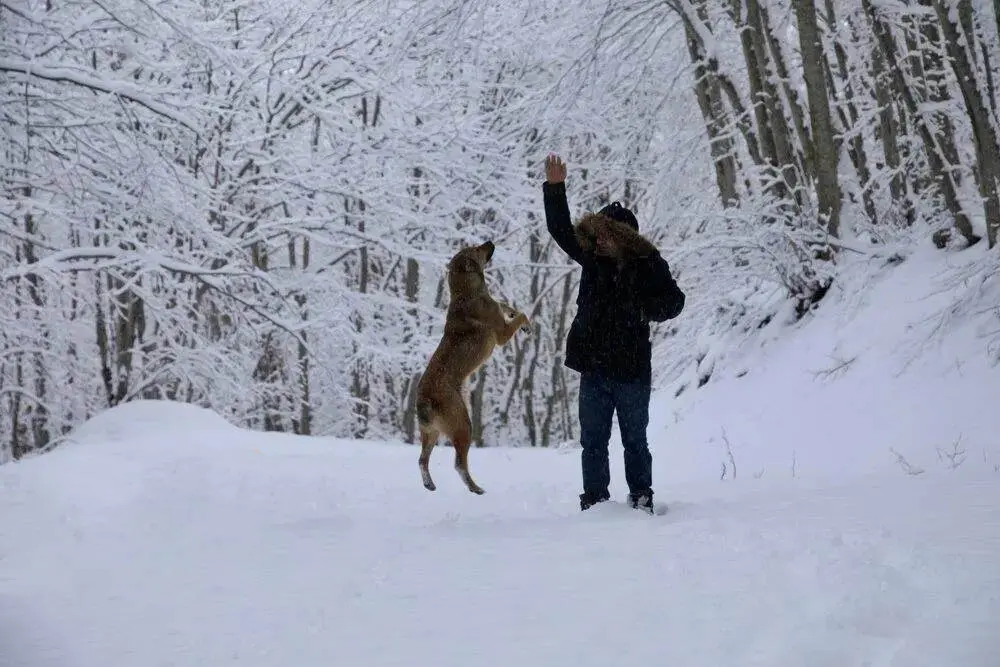 برف+در+سوادکوه (5)