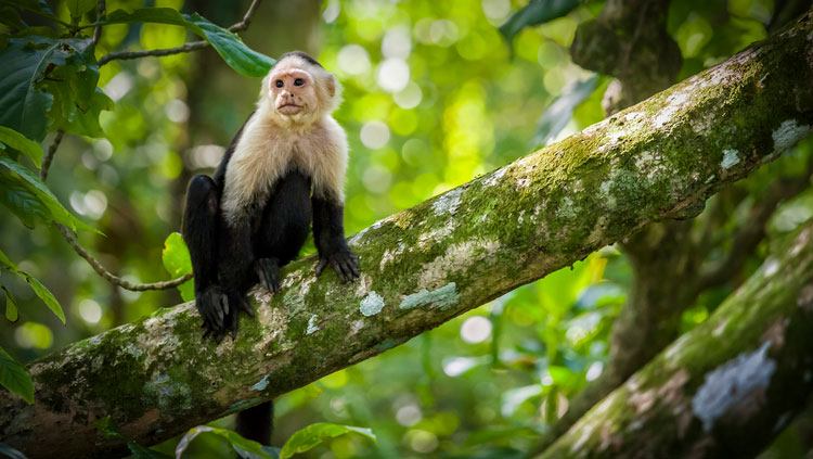 capuchin-monkey-thumbnail