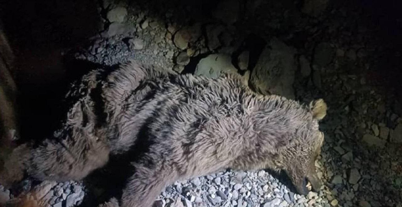 کشف لاشه یک قلاده خرس قهوه‌ای در چرام 