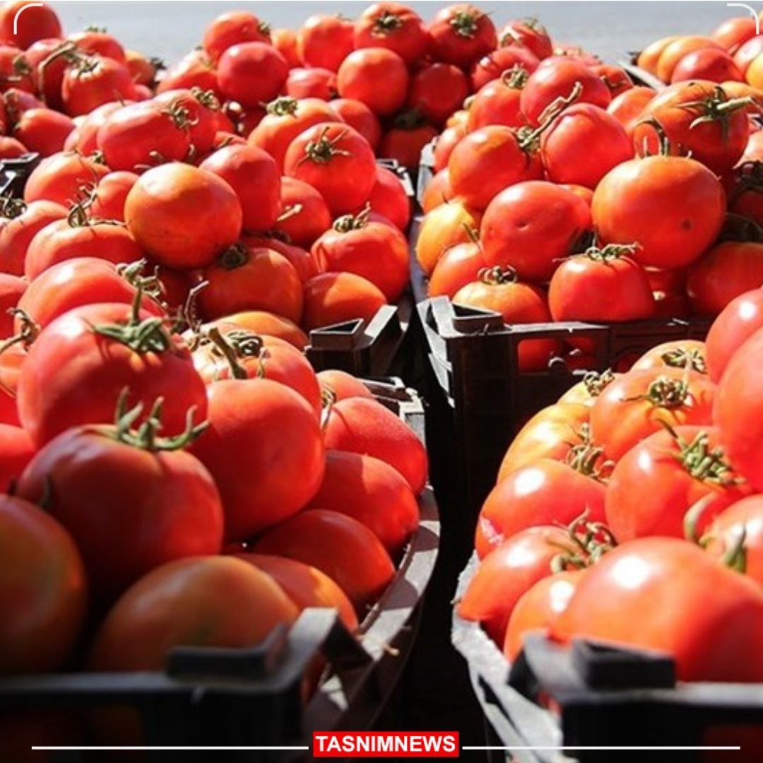 علت افزایش قیمت نجومی گوجه فرنگی چیست؟