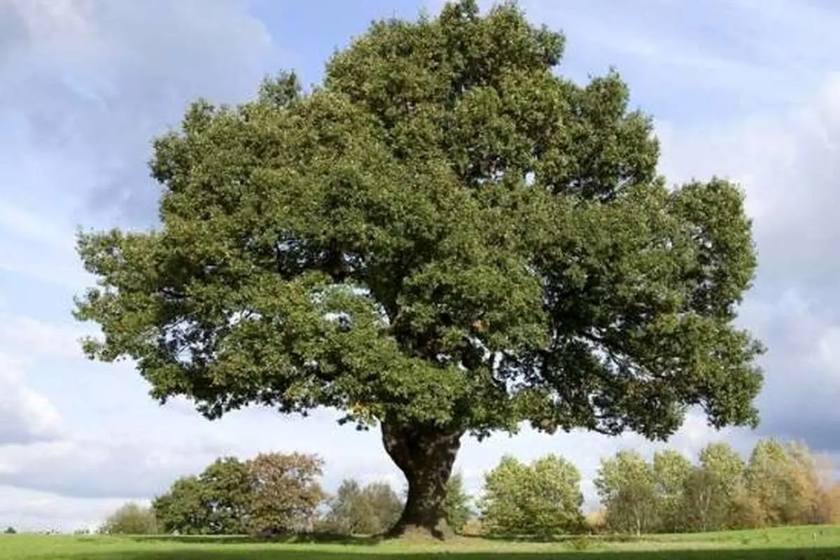 56465