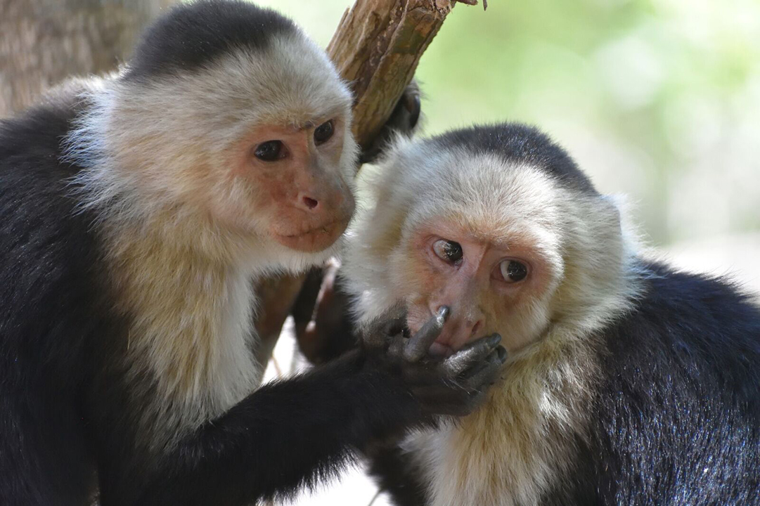 P11.-Capuchins-Susan-Perry-finger-in-nose10tall
