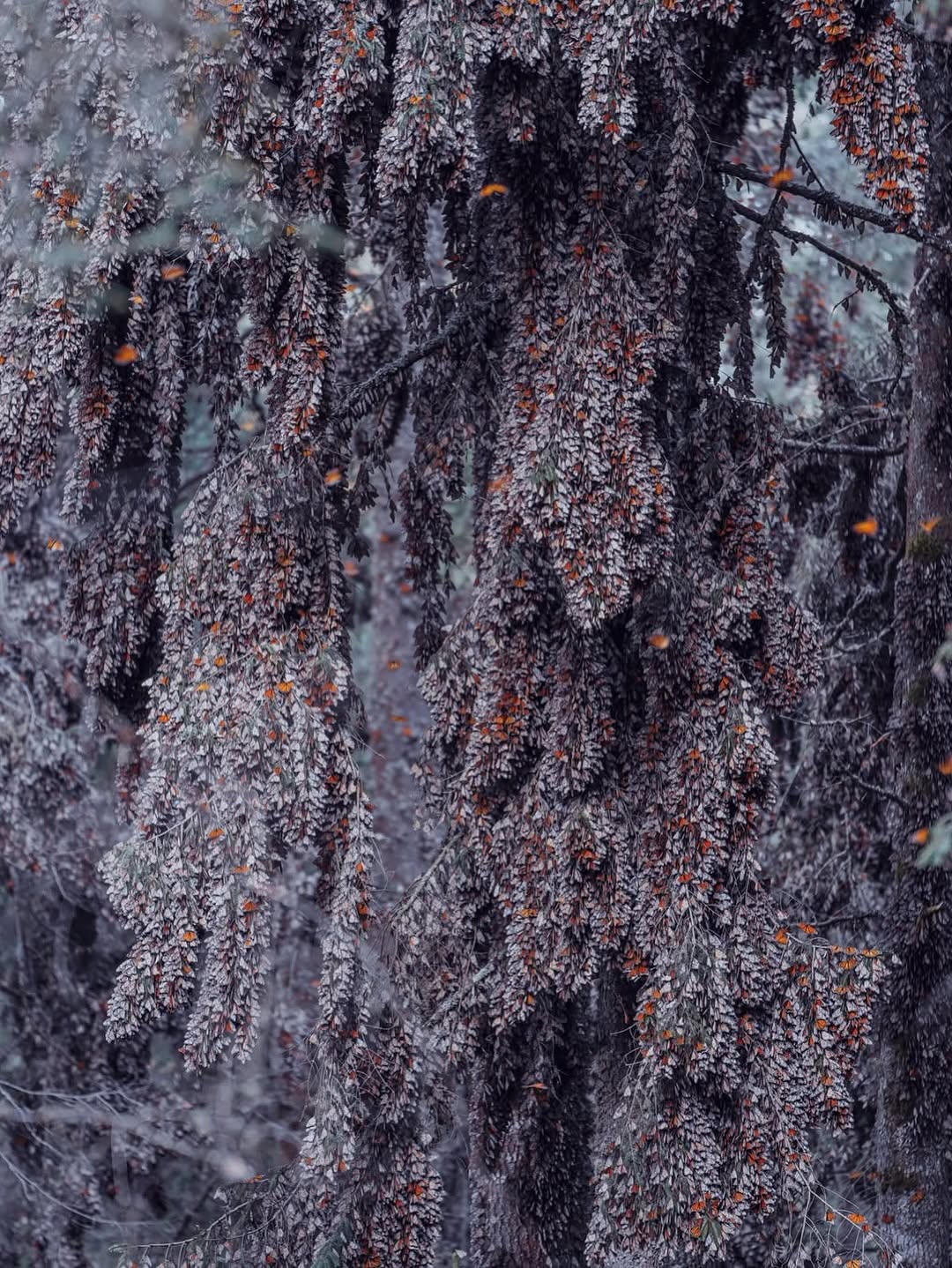 565895975_18552172039044850_7069450013167955374_n