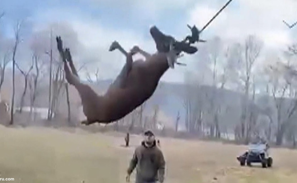 شکارچیان یک گوزن را از اعدام با طناب نجات دادند