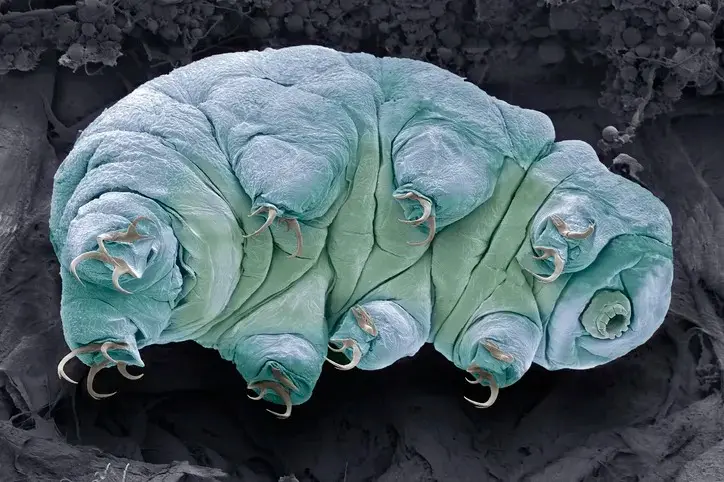 a-microscopic-image-looking-up-at-a-tardigrade-its-2
