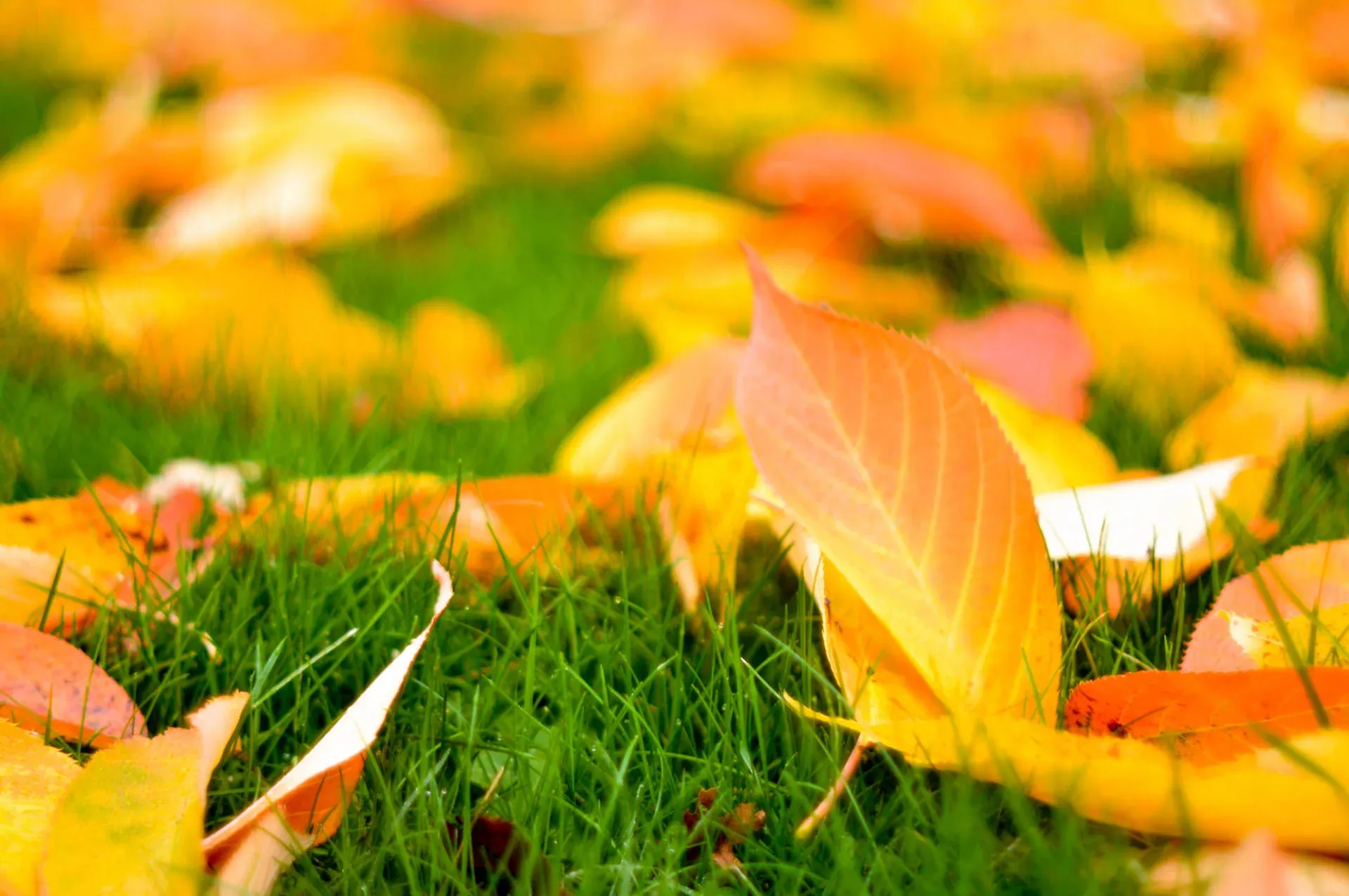 چند-نکته-مهم-برای-نگهداری-چمن-در-پاییز1