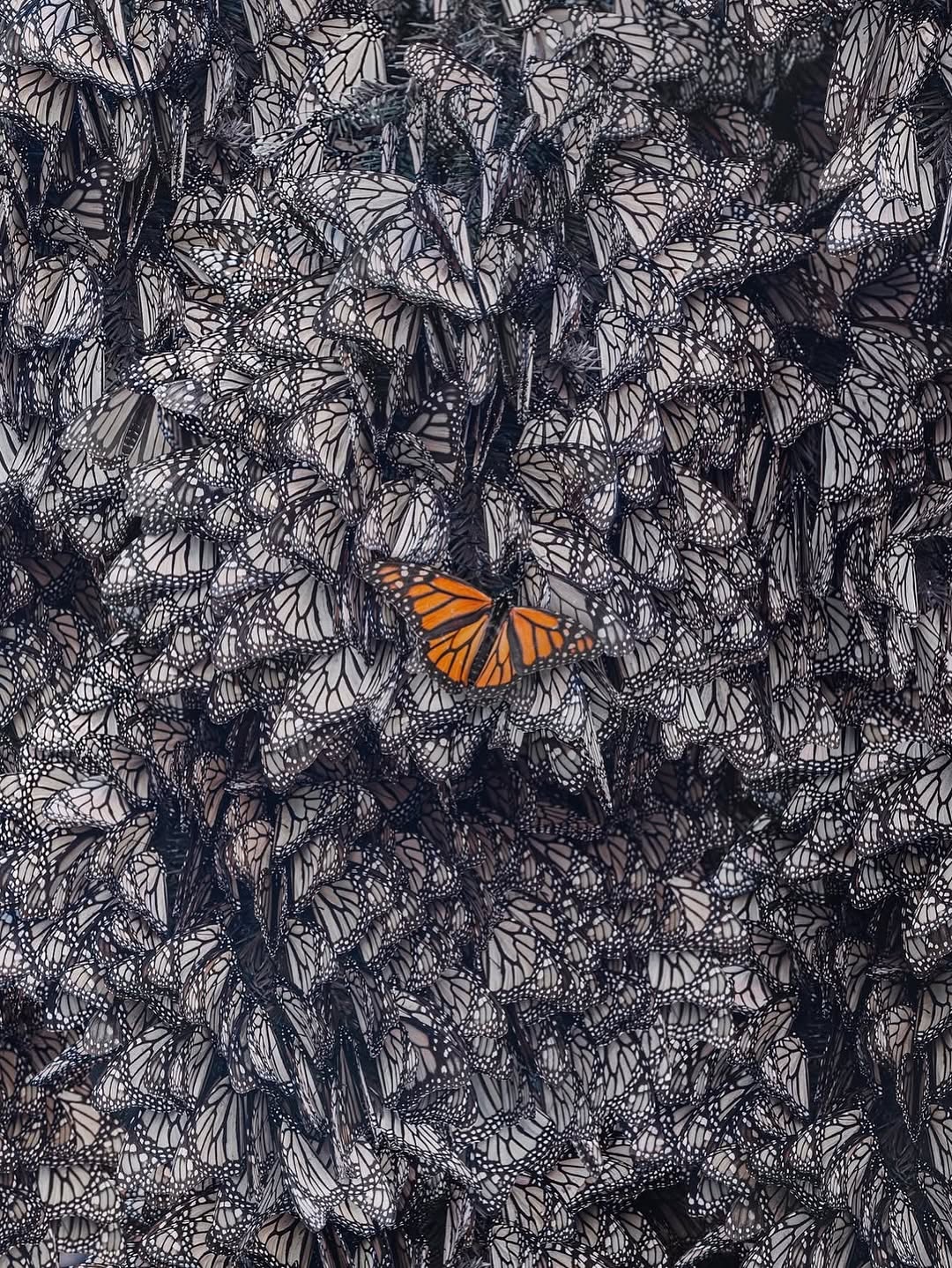 564744859_18552172012044850_563658732502205829_n