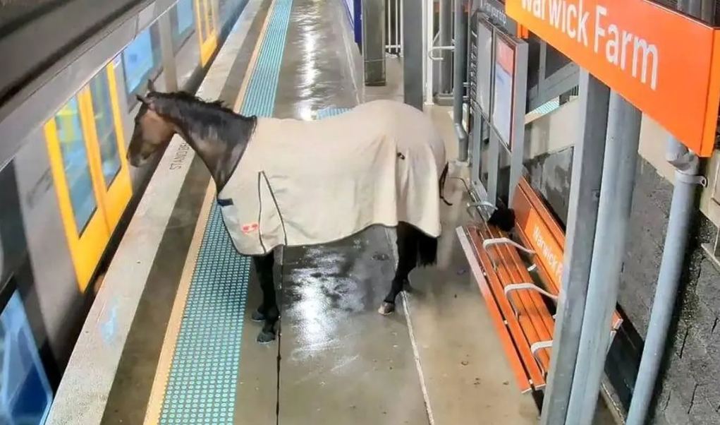 اسبی که می‌خواست سوار متروی سیدنی شود!