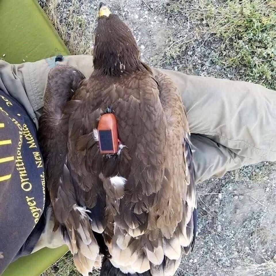 تصویری جالب از ردیابی سفر 20 ساله یک عقاب