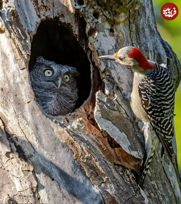 با دیدن این چند عکس، روزتان خوش خواهد شد