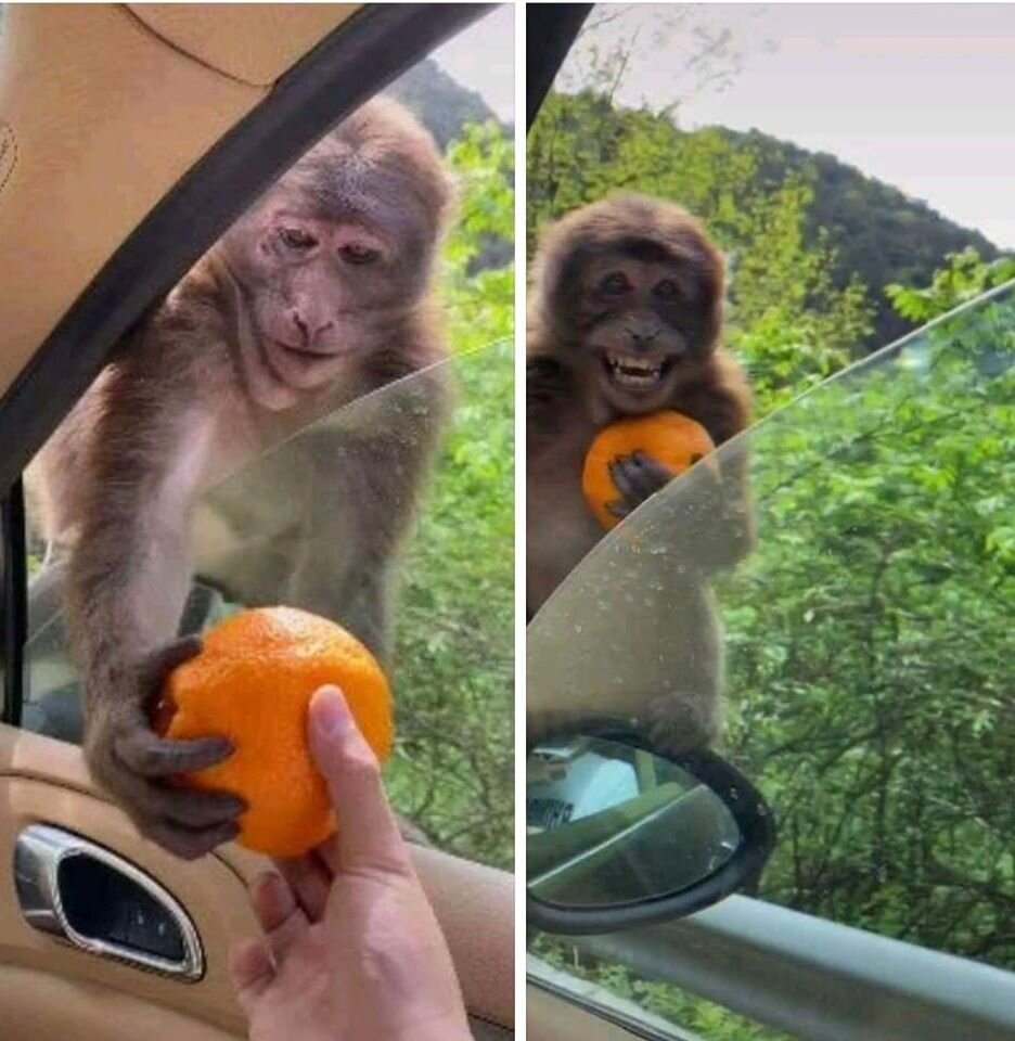 ذوق‌زدگی میمون بعد از دریافت پرتقال از یک توریست
