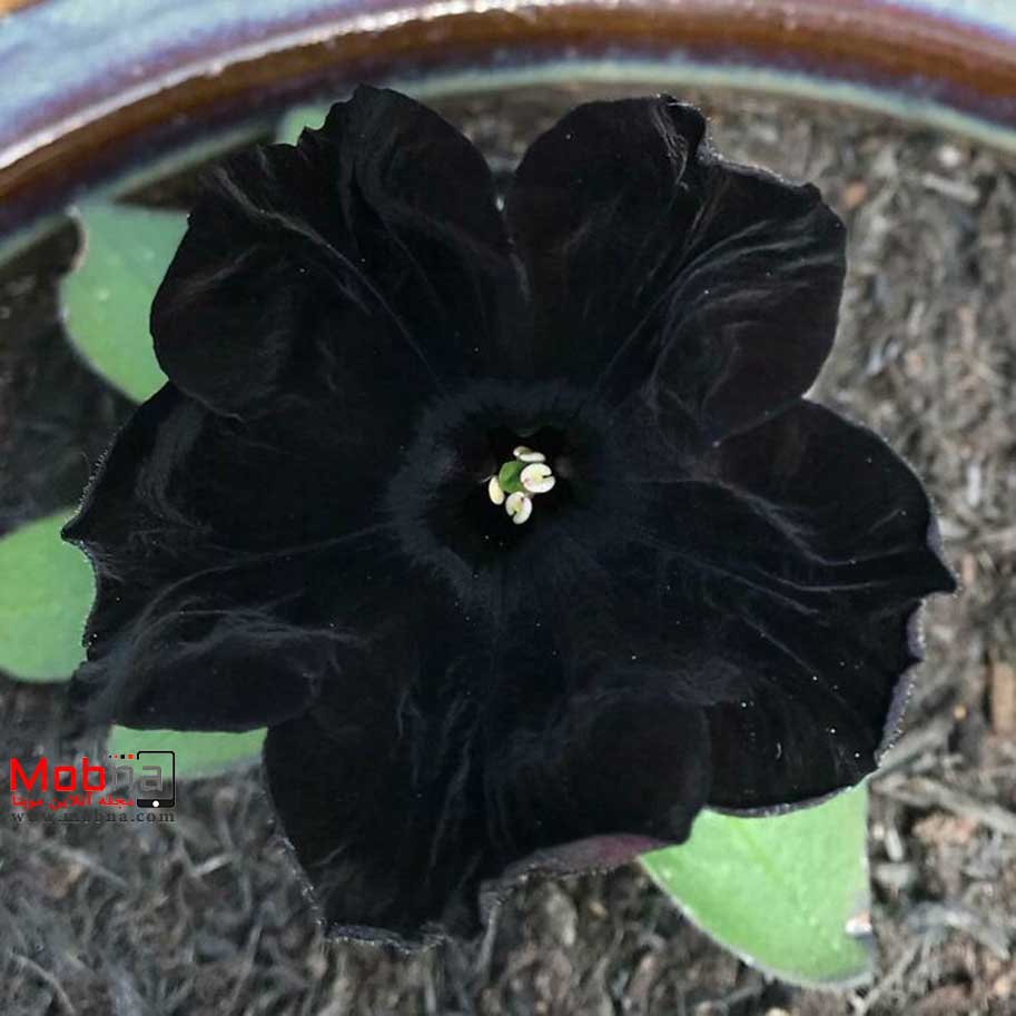 عکسی از سیاه ترین گل جهان