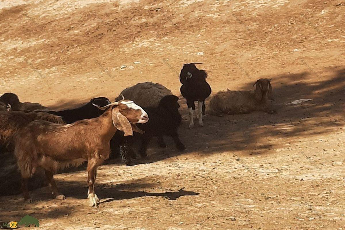 باارزش‌ترین بز ایران که خوشمزه‌ترین گوشت جهان را دارد