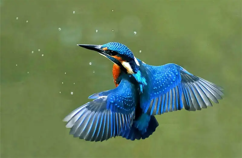 شاه-ماهی-آبی