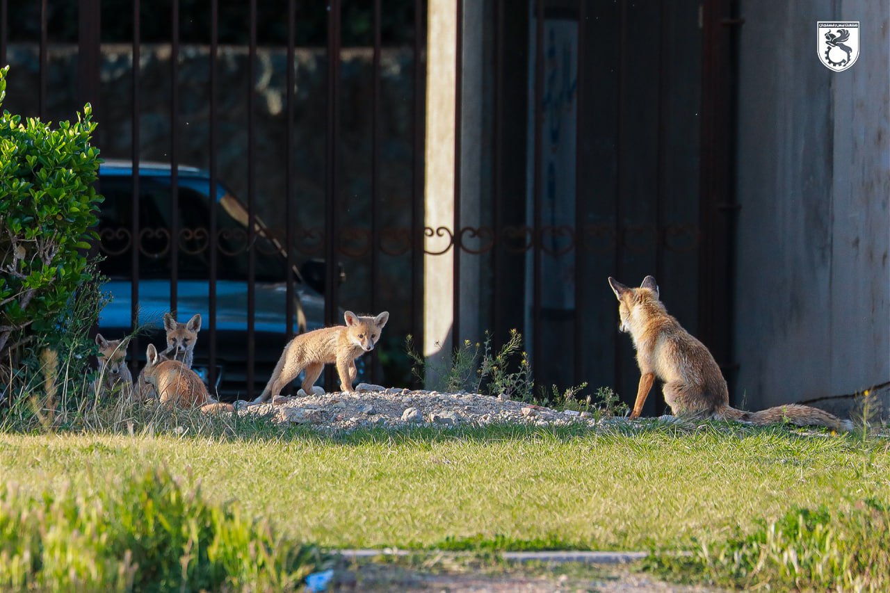 هجوم روباه‌ها به تمرین تیم لیگ‌برتری در تهران