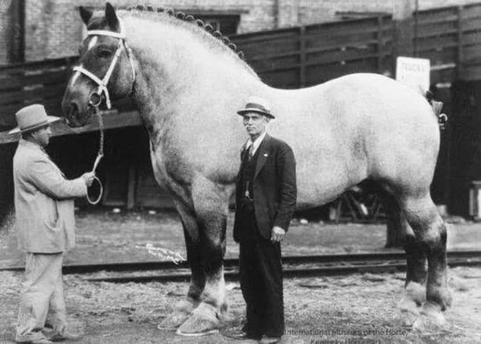 اسب غول‌پیکری که رکورد گینس را شکست!