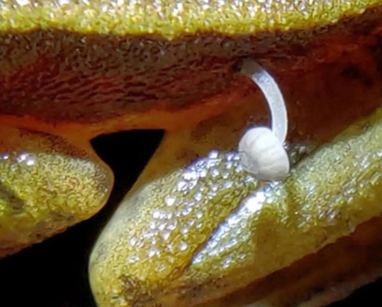 رشد عجیب جوانه قارچ روی بدن یک قورباغه!
