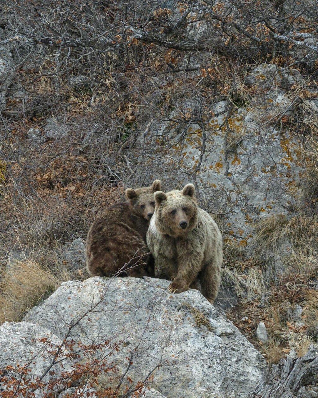فیگور گرفتن بامزه دو خرس در اصفهان مقابل دوربین
