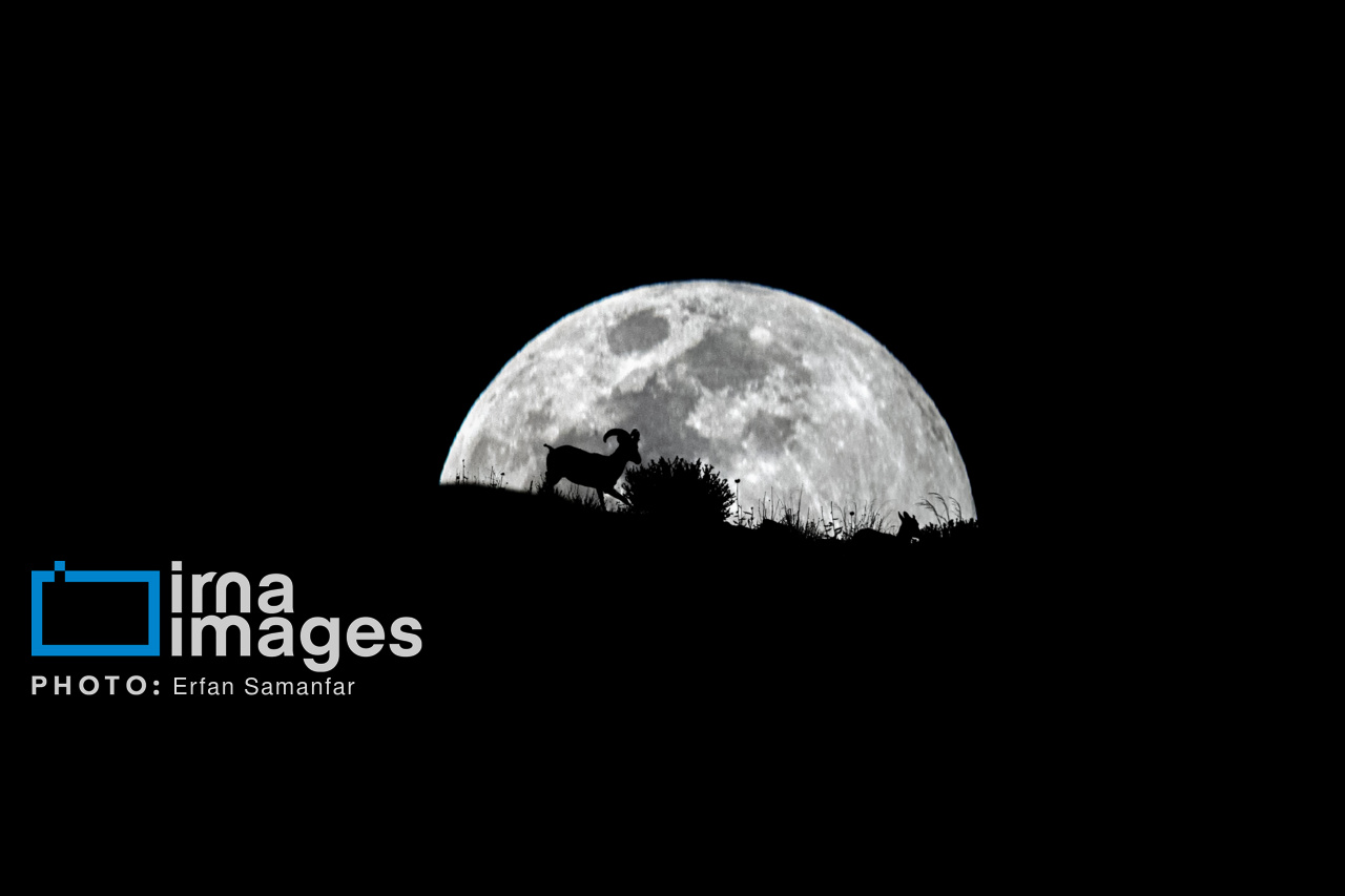 تصاویری تماشایی از پارک ملی بمو در شیراز