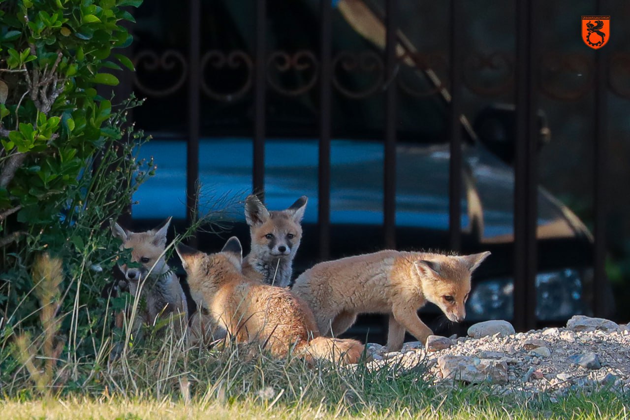 هجوم روباه‌ها به تمرین تیم لیگ‌برتری در تهران