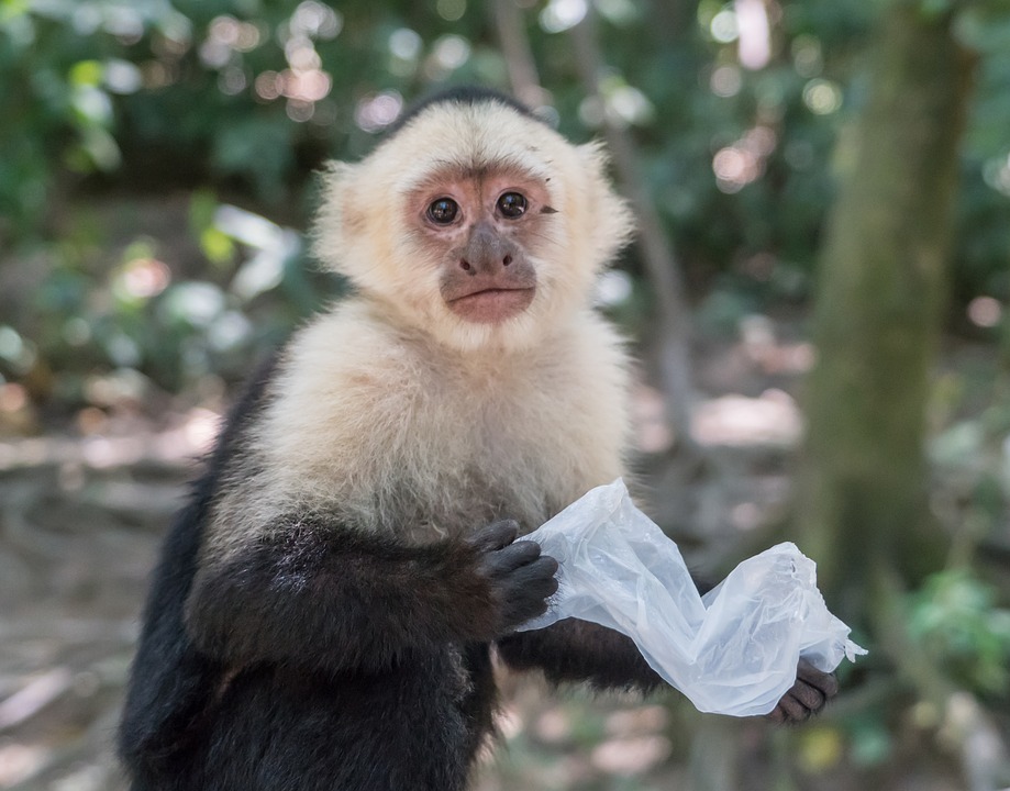 white-headed-capuchin-3284891_960_720