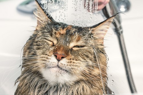 Bathing-the-cat-11