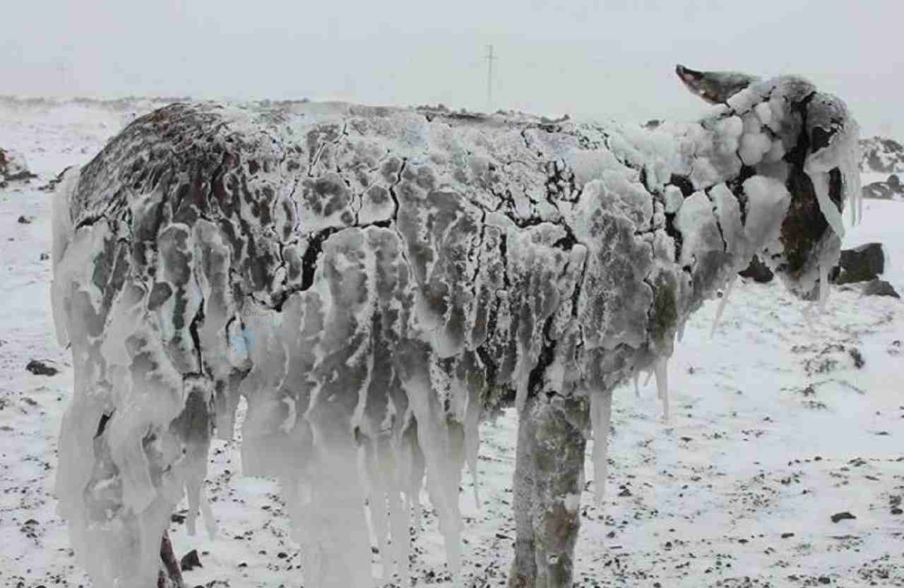 غم انگیزترین عکس گرفته شده از میزان یخبندان در خراسان رضوی