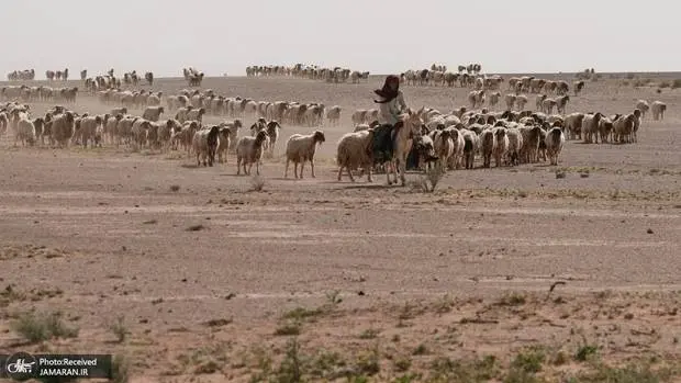 چوپان+افشاگر+کشته+شد