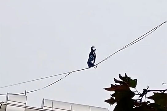 بند+بازی+رو+سیم+برق