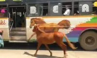 ویدئویی پربازدید از تنهاترین کره اسب روی زمین