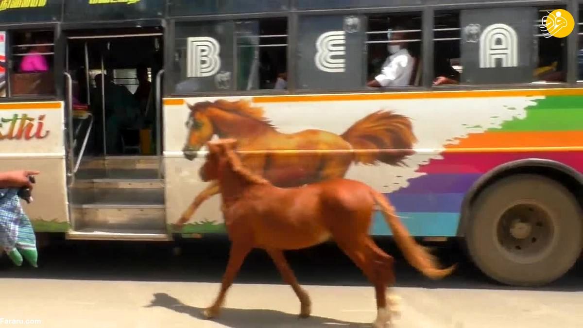 ویدئویی پربازدید از تنهاترین کره اسب روی زمین