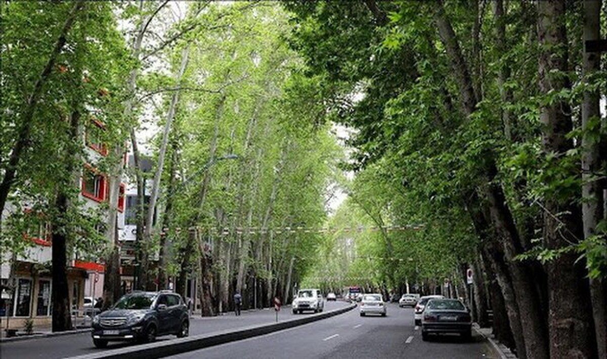 واکنش شهردار مشهد به انتقال درخت از مشهد به تهران