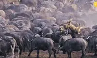 لگدمال شدن یک شیر زیر پاهای گله گاومیش