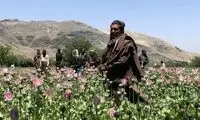 ماهیت تریاک در ایران تغییر کرد!