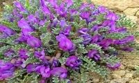خواص گیاه گون برای بدن و اعصاب