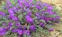 خواص گیاه گون برای بدن و اعصاب