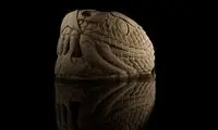 مار یک تنی از زیر زمین بیرون کشیده شد