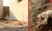 جنجال جدید قاتل سریالی گربه‌ها در تهران