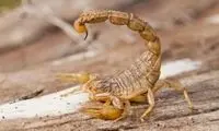 تصاویر وحشتناک از هجوم عقرب‌ به خانه جنوبی‌ها