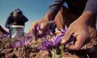 سوء استفاده جدید طالبان از ایران