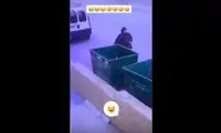 واکنش جالب و خنده‌دار یک زن از پرش گربه از سطل زباله!