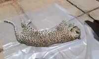 حادثه تلخی که برای یک پلنگ شیرازی رخ داد