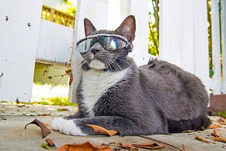 ویدیویی پربازدید از یک گربه استثنایی با عینک آفتابی!