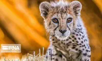 متهمان اشنویه‌ای به تهیه غذا برای «پیروز» محکوم شدند