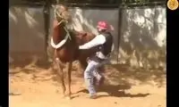 اسب لگدخورده از سوارکار، بلافاصله تلافی کرد! 