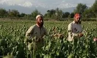 کشت خشخاش صفر شد