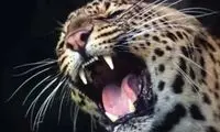 وحشت‌آفرینی پلنگ پس از ورود به منطقه مسکونی