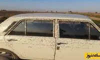 حمله عجیب و غریب مگس‌ها به روستاهای اصفهان