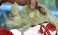 مبینا نصیری روی آنتن زنده شجاع دل شد