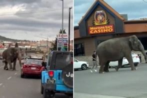 فیل فراری از سیرک خیابان را بست